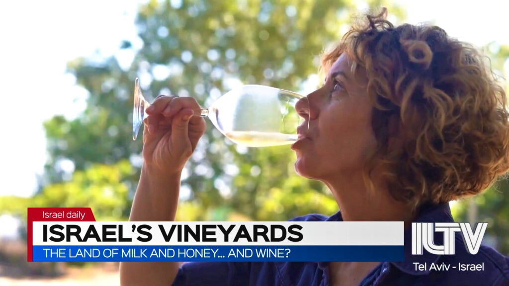 israels-vineyards-iltv